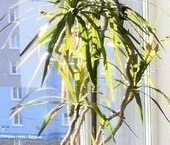 Продать Квартиры вторичка Витебский проспект, 99к1   