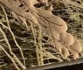 Продать Дачи, коттеджи, загородные дома Терволово дачи   