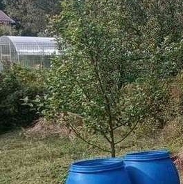 Продажа земли Новая Ропша садоводческий массив, Макаровец-1 СНТ, аллея 12-я Лесная,  д. 31А