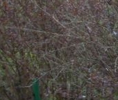 Продать Дачи, коттеджи, загородные дома Бабино садоводческий массив, Факел СНТ   