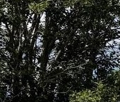 Продать Земельные участки, земля Ванино ЖК, д. Узигонты   