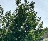 Продать Квартиры вторичка улица Оптиков, 52к2В   