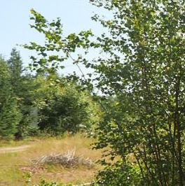 Продажа земли Ленинское кп, пос. Ленинское Продажа земли Ленинское кп, пос. Ленинское