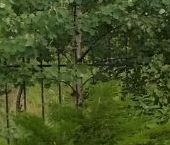 Продать Дачи, коттеджи, загородные дома пос. Шушары, Новая Ижора тер.   