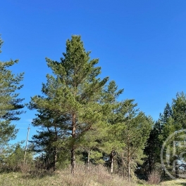 Продажа земли Зеленогорск г., Лесная ул. ,  д. 2