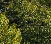 Продать Земельные участки, земля пос. Парголово, улица Шишкина, 181   