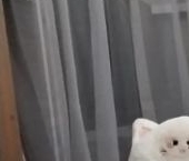 Сдать в аренду Квартиры вторичка Люберцы, Октябрьский проспект, 306   