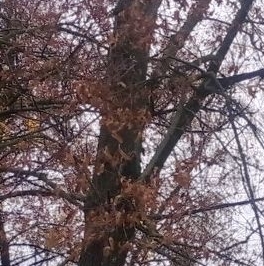 Продажа 1-комн квартиры на вторичном рынке Центральный мкр, улица Менделеева,  д. 13