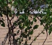 Продать Квартиры вторичка улица Кибальчича, 2К1   