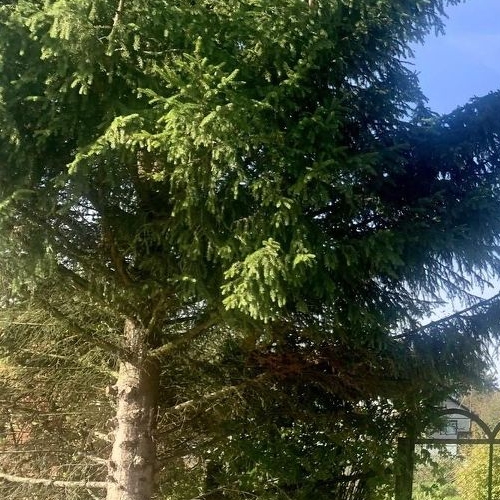 Коттедж/дом Синявино-2 садовое товарищество, Соловей СНТ, 3-я линия, 38