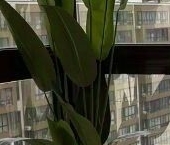 Продать Квартиры вторичка д. Пирогово, улица Ильинского, 4к1   