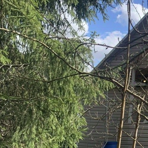 Коттедж/дом Свет СНТ