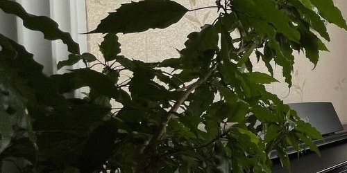 3-комн квартира 15-я Парковая улица, 47К1