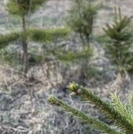 Продажа земли Рахья массив, улица Рассветная Продажа земли Рахья массив, улица Рассветная