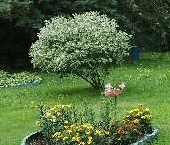 Продать Дачи, коттеджи, загородные дома Новожилово массив, АРС СНТ   