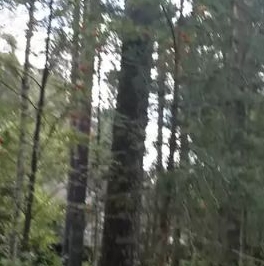 Продажа земли Всеволожск, проспект Козлова Продажа земли Всеволожск, проспект Козлова