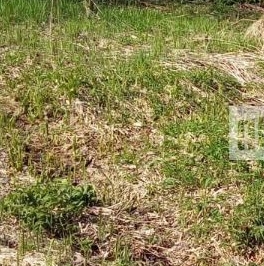 Продажа земли Щеглово-2 ТСН, 8-я линия,  д. 255