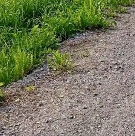 Продажа земли Центральный СНТ