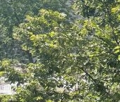 Продать Квартиры вторичка Большая Разночинная улица, 21   