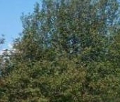 Продать Земельные участки, земля 52-й массив, пос. Новый Свет, улица Цветочная   