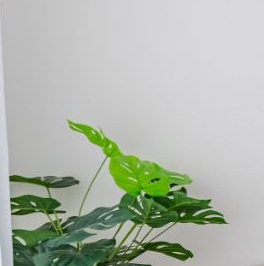 Аренда 1-комн квартиры на вторичном рынке Мурино, улица Шоссе в Лаврики, 68к3 Аренда 1-комн квартиры на вторичном рынке Мурино, улица Шоссе в Лаврики, 68к3