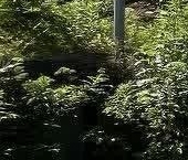 Продать Дачи, коттеджи, загородные дома Посадников остров садоводческий массив, Водник СНТ, 38-я линия, 25   