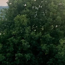 Продажа земли пос. Мысовое, проезд Фермерский Продажа земли пос. Мысовое, проезд Фермерский