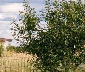 Продать Дачи, коттеджи, загородные дома Покровское кп, улица Кирилловская  13 