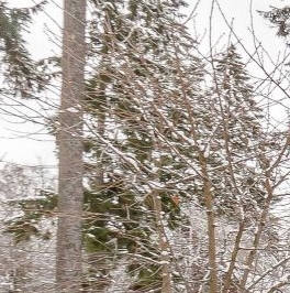 Продажа дома Всеволожск, Кочубеевская улица, 12 Продажа дома Всеволожск, Кочубеевская улица, 12