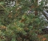 Продать Дачи, коттеджи, загородные дома Рощинская тер., Ручей СНТ, проезд Межевой  80 