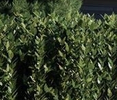 Продать Земельные участки, земля Васкелово д, Западная набережная ул   