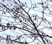 Сдать в аренду Квартиры вторичка улица Красного Маяка, 15К5   