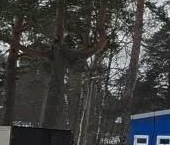 Продать Земельные участки, земля Приморск, Школьная улица   