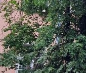 Продать Квартиры вторичка 18-я Васильевского острова линия, 43   