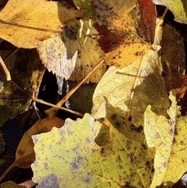 Продажа земли пос. Ганино, улица Озерная