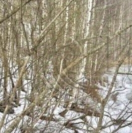 Продажа земли Токсово городской поселок, улица Центральная,  д. 30