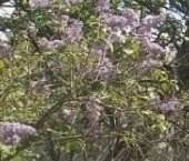 Продать Дачи, коттеджи, загородные дома Чаща садоводческий массив, Парус СНТ  62 