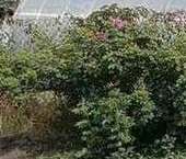 Продать Земельные участки, земля Новая Ропша садоводческий массив, Макаровец-1 СНТ, аллея 12-я Лесная  31А 