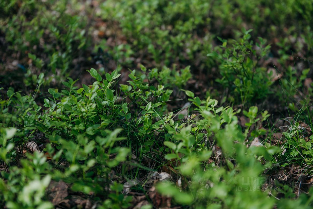 Продажа земли Каменный Берег кп, пос. Гречухино