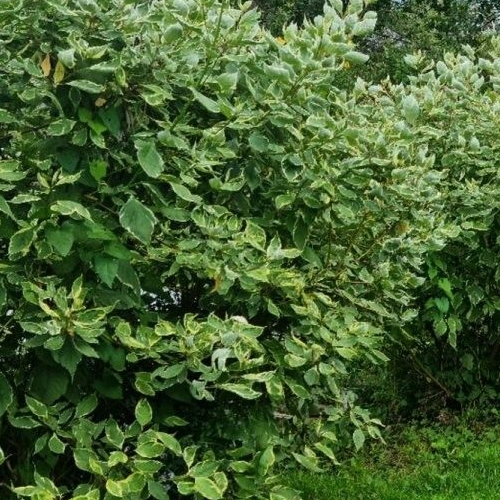 1-комн квартира Вырица городской поселок, улица Румянцева, 6