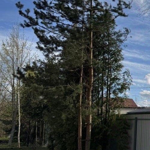 Коттедж/дом Вырица городской поселок, улица Бакунина