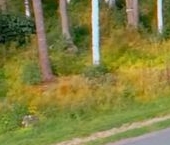 Продать Земельные участки, земля Репино Парк кп  568 