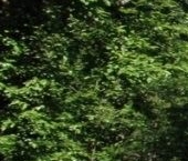 Продать Земельные участки, земля пос. Великое, улица Верхняя   