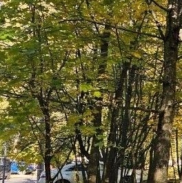 Продажа 1-комн квартиры на вторичном рынке пос. Песочный, Военный городок, 24 Продажа 1-комн квартиры на вторичном рынке пос. Песочный, Военный городок, 24