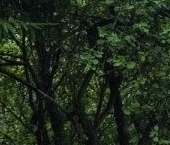 Продать Дачи, коттеджи, загородные дома Петергоф, улица Широкая, 109   