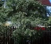 Продать Дачи, коттеджи, загородные дома Жемчужина кп, проезд Гранатовый  55 