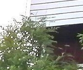 Продать Дачи, коттеджи, загородные дома Новожилово массив, Орехово СНТ   