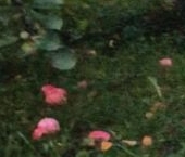 Продать Дачи, коттеджи, загородные дома Борисова Грива садоводческий массив, Строитель СНТ   