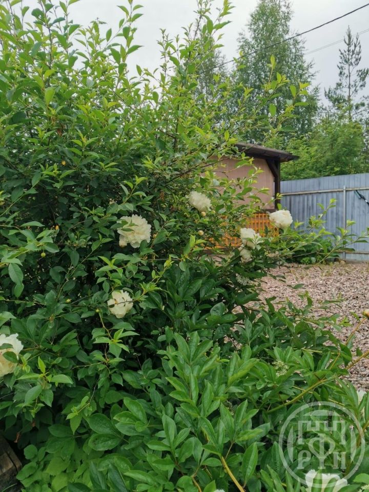 Продажа дома Новик СНТ, проезд Центральный