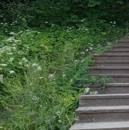 Продажа земли Вариксолово СНТ